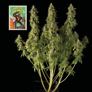 Gorilla Candy Auto Feminised Cannabis Seeds by Seedsman
