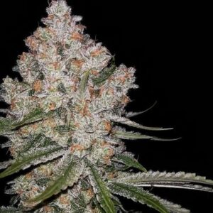 Hazy Voyage Feminised Cannabis Seeds by Green Bodhi