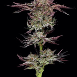 Jelly Donutz Feminised Cannabis Seeds by Humboldt Seed Co.