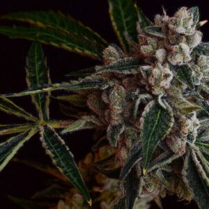 LA Kosher Kush Regular Cannabis Seeds by Green Bodhi