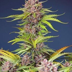 Mimosa Bruce Banner XL Auto Feminised Cannabis Seeds by Sweet Seeds