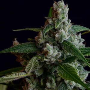 OGLA78 Bx Regular Cannabis Seeds by Green Bodhi