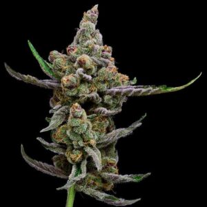 Sail Haten Feminised Cannabis Seeds by Green Bodhi
