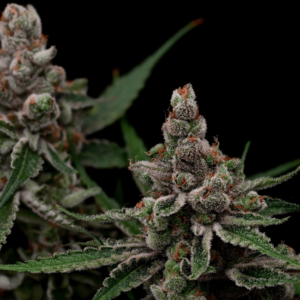 Super Blue Haze Feminised Cannabis Seeds by Green Bodhi