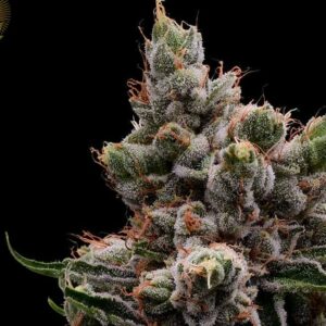 Skywalker 78 Regular Cannabis Seeds by Green Bodhi