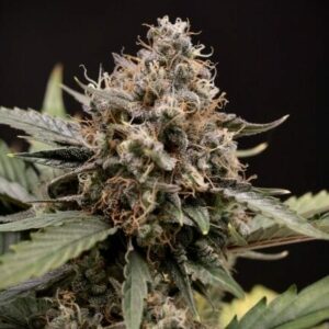 Sweet 'n' Sour Auto Feminised Cannabis Seeds by Mephisto Genetics