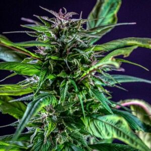 Blueberry Lime Kush AD Regular Cannabis Seeds by TerpyZ Mutant Genetics