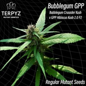 Bubblegum GPP Regular by TerpyZ Mutant Genetics