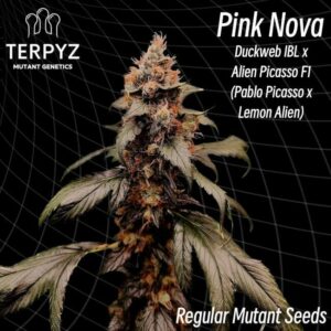 Pink Nova Regular Cannabis Seeds by TerpyZ Mutant Genetics