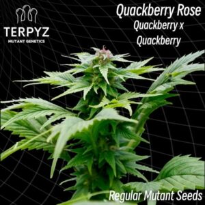 Quackberry Rose Regular Cannabis Seeds by TerpyZ Mutant Genetics