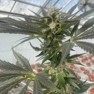 Queen Bee Feminised Cannabis Seeds by Trilogene Seeds