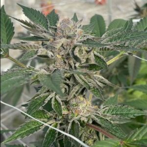 Willy's Winery Feminised Cannabis Seeds by Trilogene Seeds