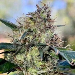 Zen-X Swag Regular Cannabis Seeds by TerpyZ Mutant Genetics