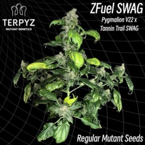 Zfuel Swag Regular Cannabis Seeds by TerpyZ Mutant Genetics