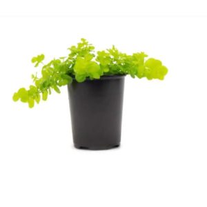 Creeping Jenny - Image 1