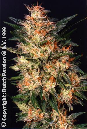 White Widow Feminised Cannabis Seeds by Dutch Passion