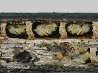 Le xylocope. Cette grosse abeille bleue souvent appelée bourdon noir image 67 - Le xylocope. Cette grosse abeille bleue souvent appelée bourdon noir