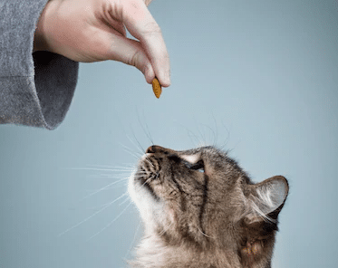 cat training Raleigh NC