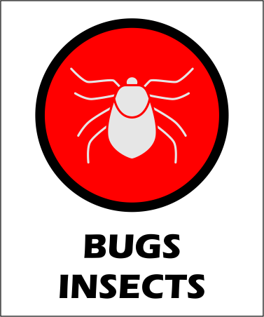 bugs insects