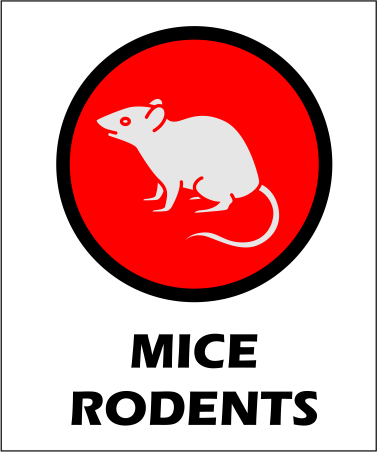 mice rodents