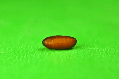 image 16 - Combien de temps vit une mouche ?