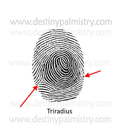 triradius on the fingerprint