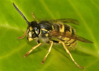 Les guêpes, biologie, les différentes espèces, les solutions image 1 - Les guêpes, biologie, les différentes espèces, les solutions