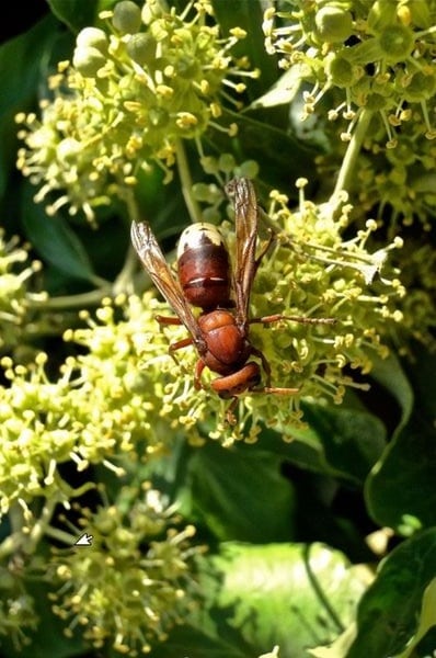 Le Frelon oriental. Tout sur ce nouveau frelon. orient - Le Frelon oriental. Tout sur ce nouveau frelon.
