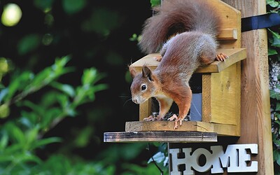 Wildlife Control: Small Wildlife Control