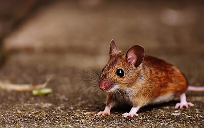 All About Mice: Pest Library