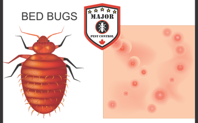 Three Things To Know About Bed Bugs