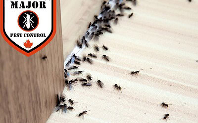 What is the Cost of Pest Control for Ants