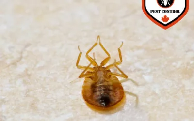 Can Bed Bugs Climb Up Metal Bed Frames?