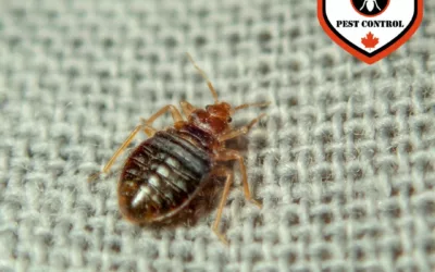Will Bed Bugs Die in a Hot Car