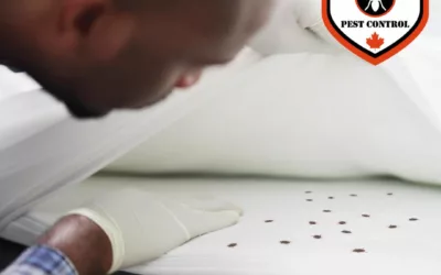 Will Bed Bugs Travel From Room to Room In Calgary?