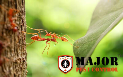 Understanding Ant Infestations in Calgary