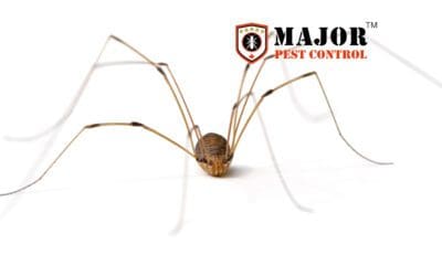 Natural Spider Repellents: DIY Solutions for Your Calgary Home