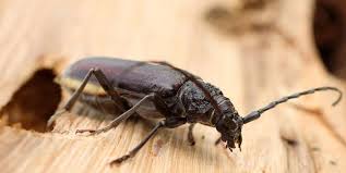 5 Effective Strategies for Controlling Common Household Beetles