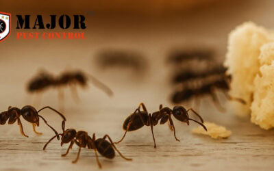 6 Steps to Get Rid of Ants Quickly in Your Calgary Home