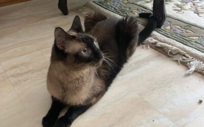Chocolate siamese cats for adoption in calgary – meet mustang and gt