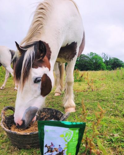gut supplement for horses