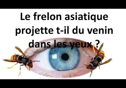 0 - Les dangers du frelon asiatique. Comment les éviter