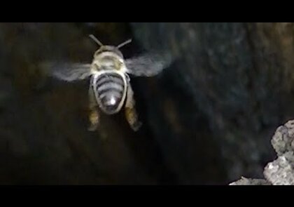 0 - Comment protéger les abeilles