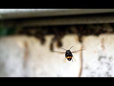 0 - abeille qui fait du sur place