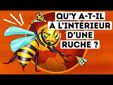 0 - combien d'abeilles dans un nid