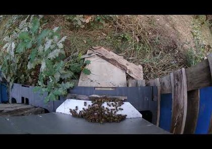 0 - Frelon asiatique : une nouvelle alerte aux États-Unis qui rappelle une invasion déjà incontrôlable en Europe