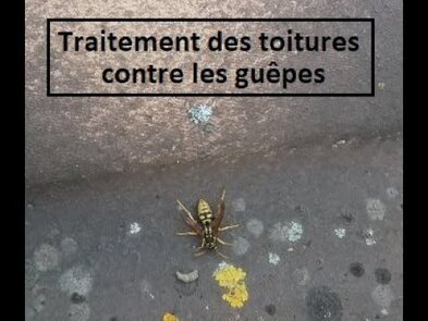 0 - Destruction nids de frelons à Toulouse, société Allo Frelons