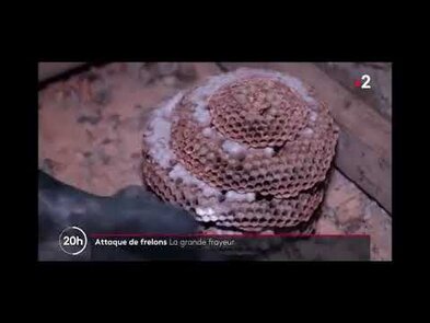 0 - Reportage télé intervention frelons
