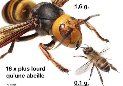 0 - Le frelon asiatique géant, Vespa mandarinia