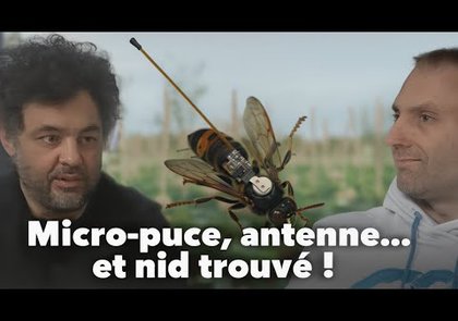 0 - Comment traquer les nids de frelons asiatiques grâce à une radio-balise légère en 2026 : l’innovation LOCNEST expliquée